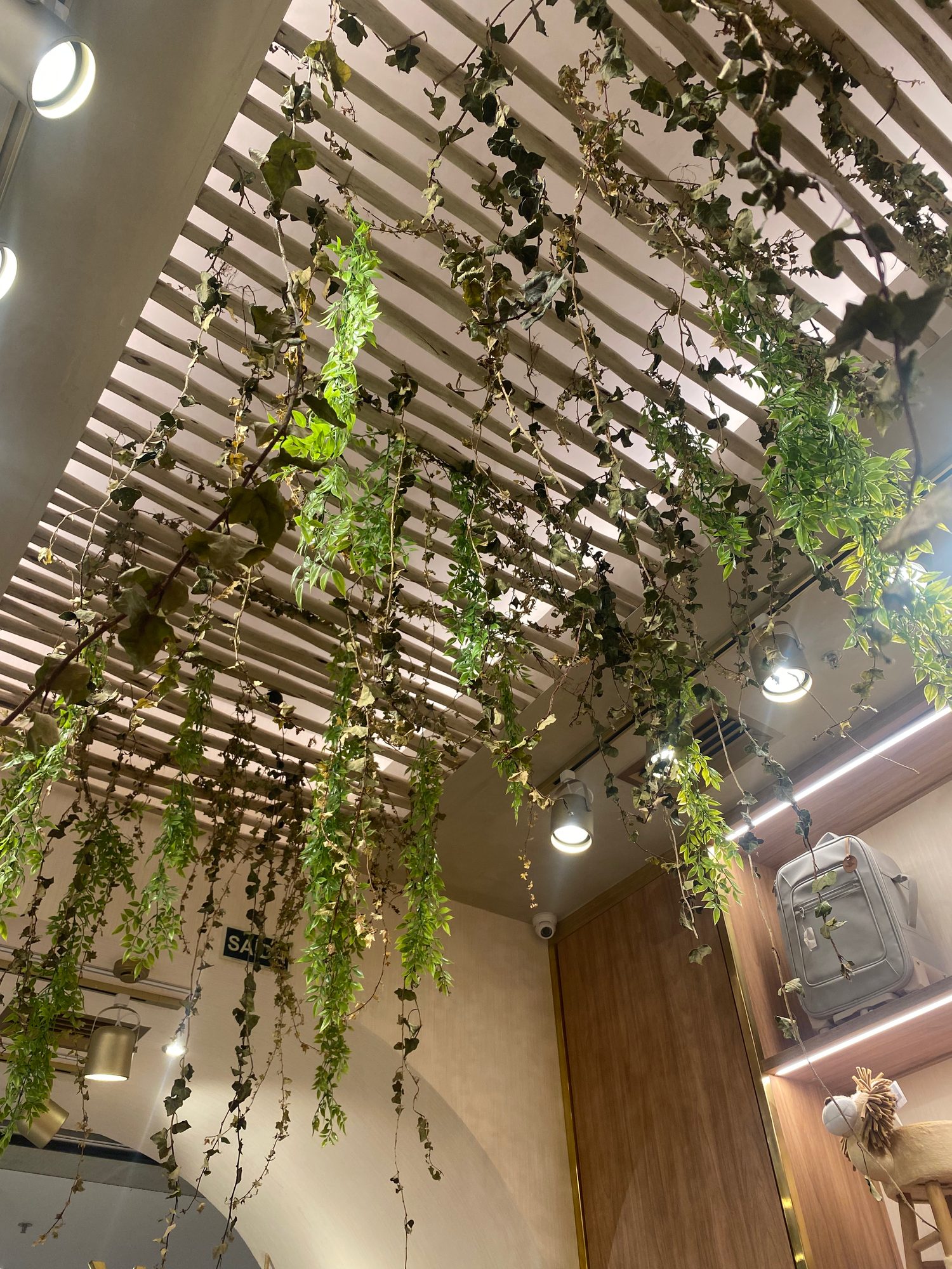 Forro de ripas de madeira com plantas pendentes e iluminação